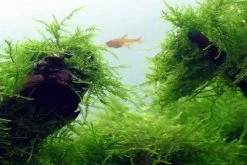 1-2-GROW! Javamoos / Taxiphyllum Barbieri 'Bogor Moss' Von TROPICA, Moos