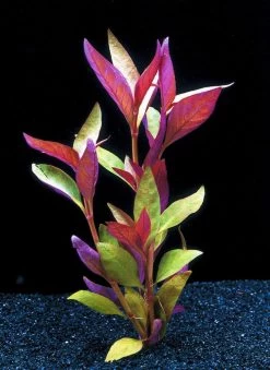 XL In-Vitro Burgunderrotes Papageienblatt / Alternanthera PURPLE Im XL-Cup