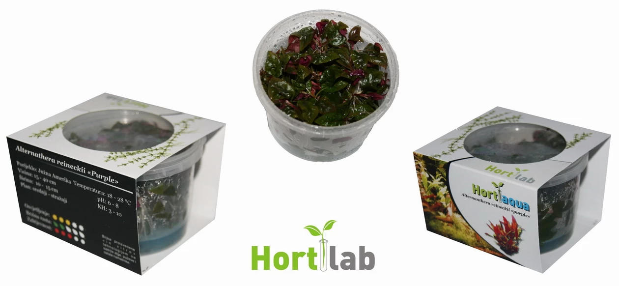 XL In-Vitro Burgunderrotes Papageienblatt / Alternanthera PURPLE Im XL-Cup 2 XL In-Vitro Burgunderrotes Papageienblatt / Alternanthera PURPLE Im XL-Cup – Bild 2