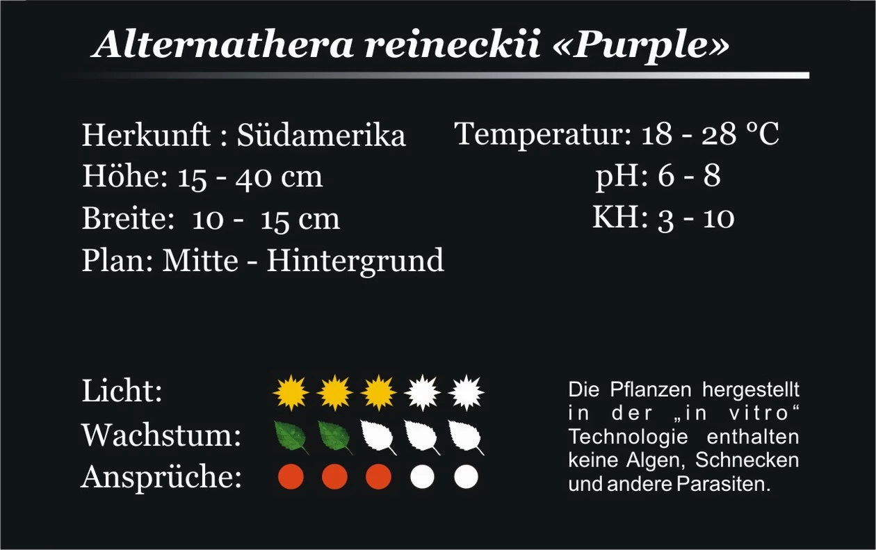 XL In-Vitro Burgunderrotes Papageienblatt / Alternanthera PURPLE Im XL-Cup 3 XL In-Vitro Burgunderrotes Papageienblatt / Alternanthera PURPLE Im XL-Cup – Bild 3
