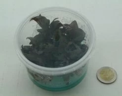 XL In-Vitro Burgunderrotes Papageienblatt / Alternanthera PURPLE Im XL-Cup 7 XL In-Vitro Burgunderrotes Papageienblatt / Alternanthera PURPLE Im XL-Cup -Qualitätsgeschäft Für Garten Und Outdoor 006HB 1 7