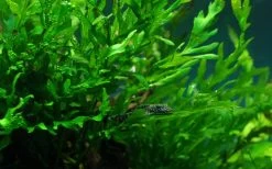 MUTTERPFLANZE Kongo Wasserfarn / Bolbitis Heudelotii