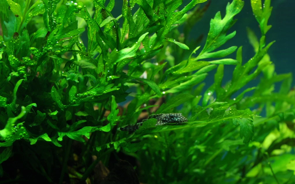 MUTTERPFLANZE Kongo Wasserfarn / Bolbitis Heudelotii 1 MUTTERPFLANZE Kongo Wasserfarn / Bolbitis Heudelotii