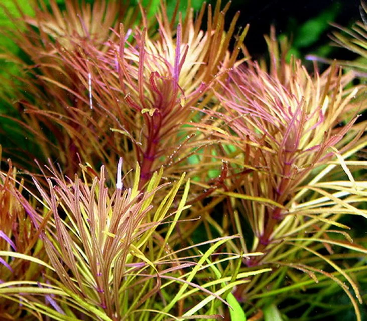 XL In-Vitro Quirlblättrige Sternpflanze / Pogostemon Stellatus (Eusteralis Stellata) Im XL-Cup 1 XL In-Vitro Quirlblättrige Sternpflanze / Pogostemon Stellatus (Eusteralis Stellata) Im XL-Cup