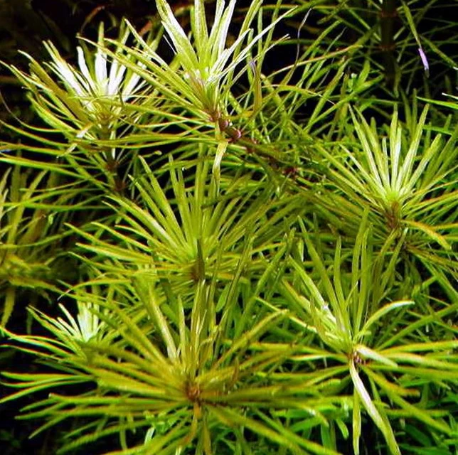 XL In-Vitro Quirlblättrige Sternpflanze / Pogostemon Stellatus (Eusteralis Stellata) Im XL-Cup 2 XL In-Vitro Quirlblättrige Sternpflanze / Pogostemon Stellatus (Eusteralis Stellata) Im XL-Cup – Bild 2