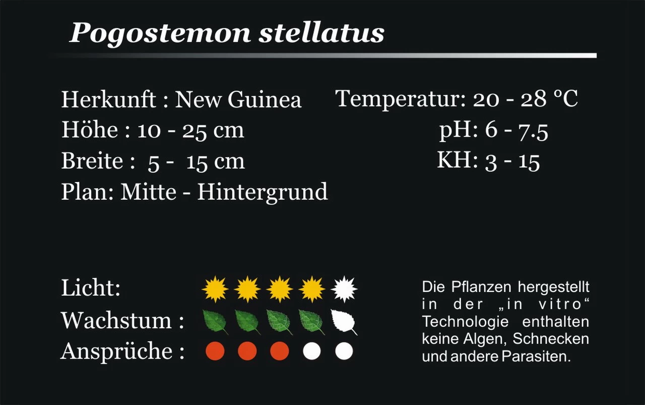 XL In-Vitro Quirlblättrige Sternpflanze / Pogostemon Stellatus (Eusteralis Stellata) Im XL-Cup 4 XL In-Vitro Quirlblättrige Sternpflanze / Pogostemon Stellatus (Eusteralis Stellata) Im XL-Cup – Bild 4