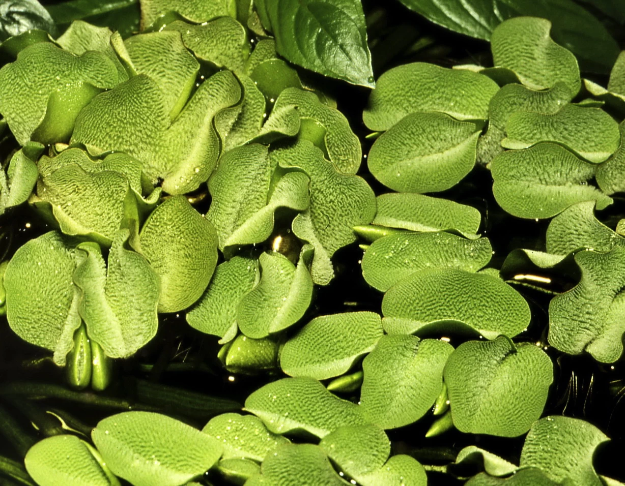 1-2-GROW! Kleinohriger Schwimmfarn / Salvinia Auriculata Von TROPICA 1 1-2-GROW! Kleinohriger Schwimmfarn / Salvinia Auriculata Von TROPICA