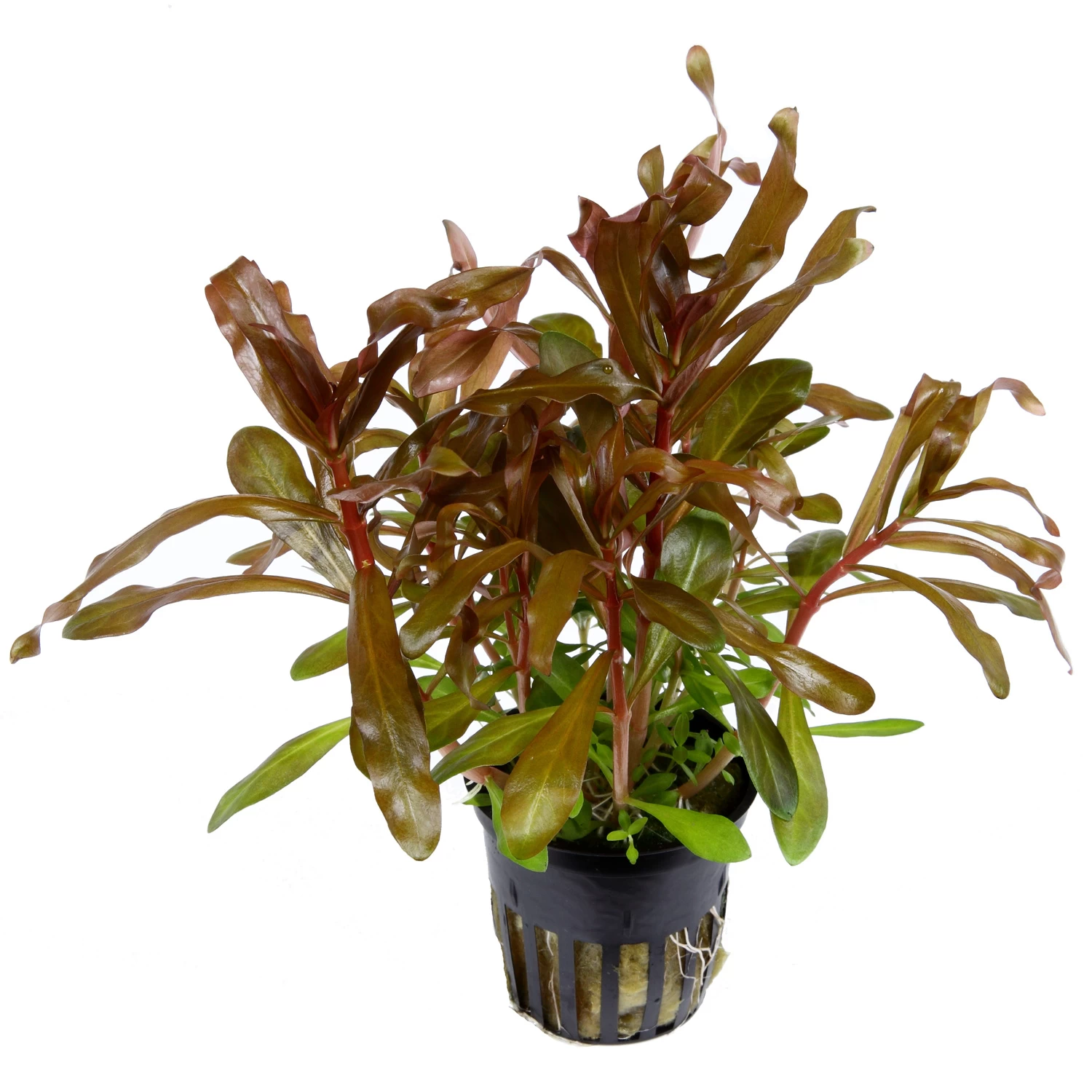 Dickstängelige Nesaea / Nesaea Crassicaulis Im Topf 2 Dickstängelige Nesaea / Nesaea Crassicaulis Im Topf – Bild 2