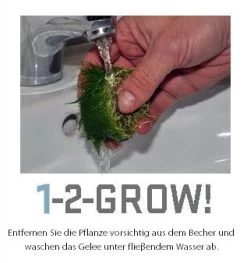 1-2-GROW! Bonsai Rotala / Rotala 'Bonsai' Von TROPICA -Qualitätsgeschäft Für Garten Und Outdoor 033ETC T 1 5