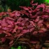 Kleine Tiefrote Ludwigie / Ludwigia Sp. Super Red - Super Rot