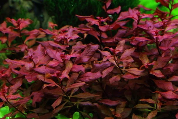 Kleine Tiefrote Ludwigie / Ludwigia Sp. Super Red - Super Rot 1 Kleine Tiefrote Ludwigie / Ludwigia Sp. Super Red - Super Rot