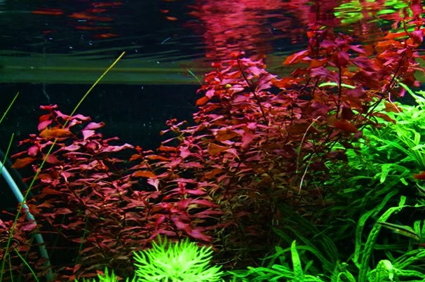 Kleine Tiefrote Ludwigie / Ludwigia Sp. Super Red - Super Rot 2 Kleine Tiefrote Ludwigie / Ludwigia Sp. Super Red - Super Rot – Bild 2