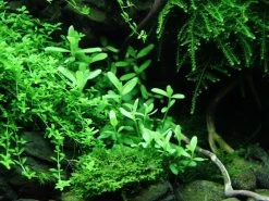 Kleines Kompaktes Fettblatt / Bacopa 'Compact' -Qualitätsgeschäft Für Garten Und Outdoor 044A T 1 4