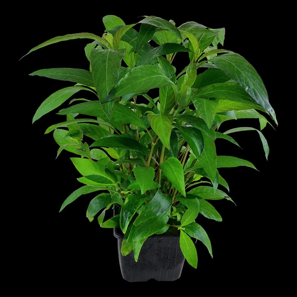 MUTTERPFLANZE Thailändischer Wasserfreund / Hygrophila Corymbosa 'Siamensis' 2 MUTTERPFLANZE Thailändischer Wasserfreund / Hygrophila Corymbosa 'Siamensis' – Bild 2