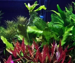 MUTTERPFLANZE Gefleckte Grüne Schwertpflanze / Echinodorus Ozelot Grün