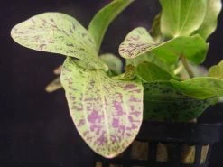 MUTTERPFLANZE Gefleckte Grüne Schwertpflanze / Echinodorus Ozelot Grün -Qualitätsgeschäft Für Garten Und Outdoor 073gXL T 1 4