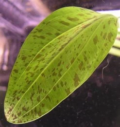 MUTTERPFLANZE Gefleckte Grüne Schwertpflanze / Echinodorus Ozelot Grün -Qualitätsgeschäft Für Garten Und Outdoor 073gXL T 1 5