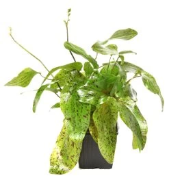 MUTTERPFLANZE Gefleckte Grüne Schwertpflanze / Echinodorus Ozelot Grün -Qualitätsgeschäft Für Garten Und Outdoor 073gXL T 1 8