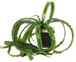 MUTTERPFLANZE Flutende Hakenlilie / Crinum Natans (Crinum Aquatica) -Qualitätsgeschäft Für Garten Und Outdoor 094XL T 1 4