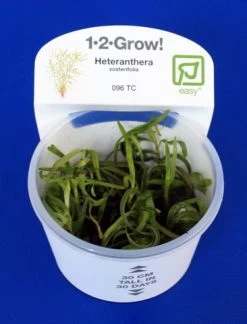 1-2-GROW! Trugkölbchen / Heteranthera Zosterifolia Von TROPICA