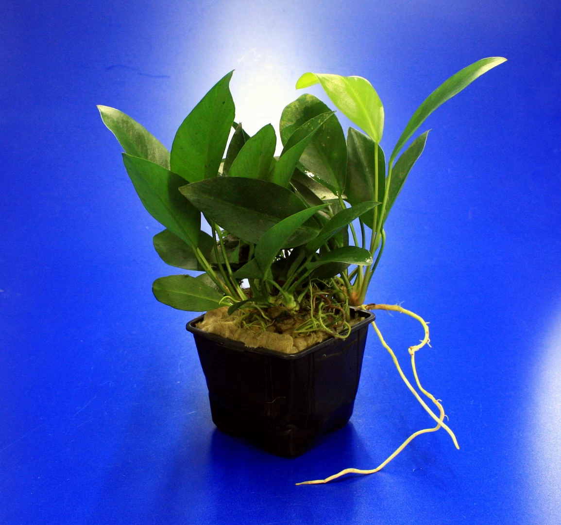 MUTTERPFLANZE Kongo-Speerblatt / Anubias Congensis 1 MUTTERPFLANZE Kongo-Speerblatt / Anubias Congensis