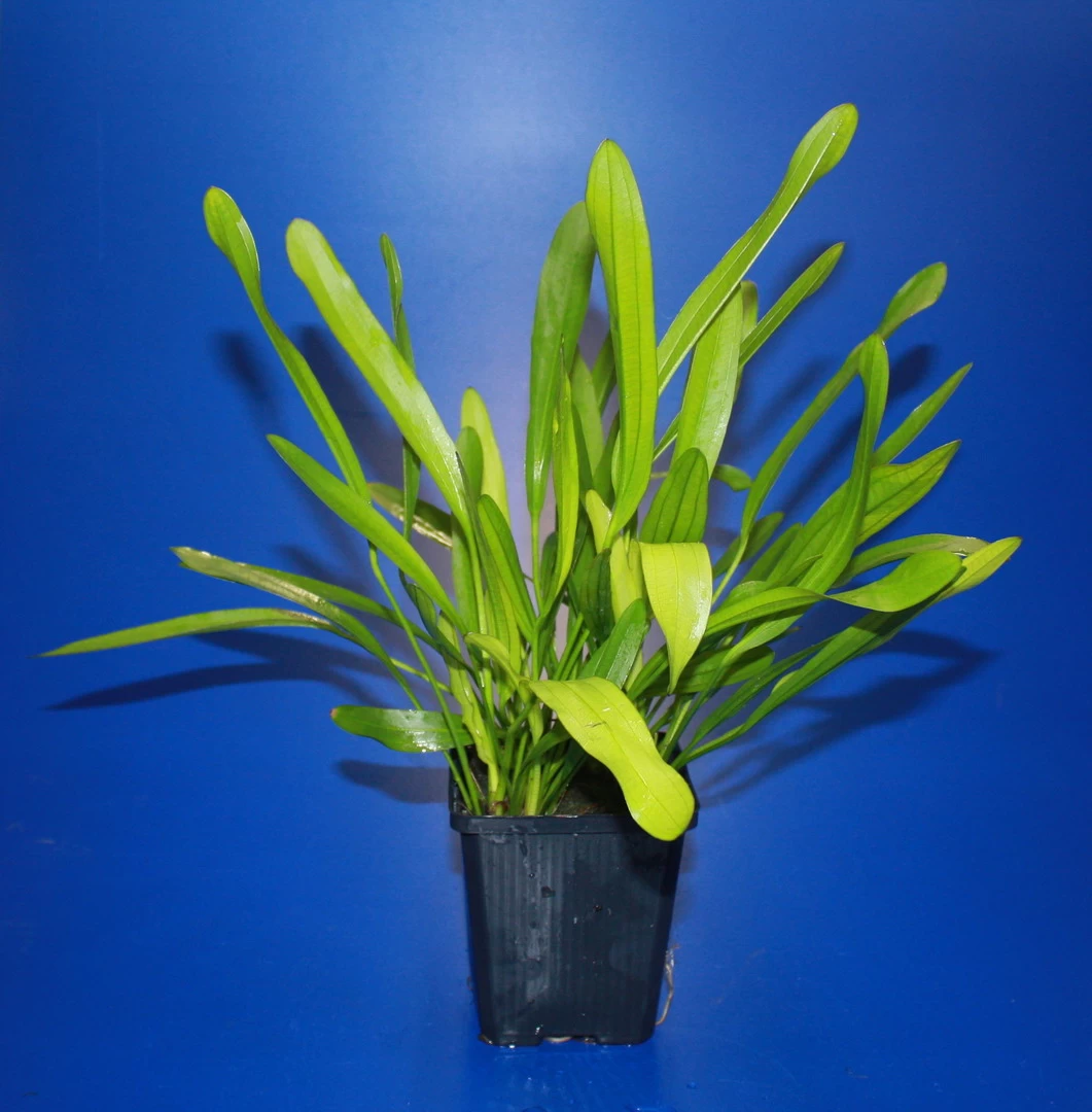 MUTTERPFLANZE Horemanis Schwertpflanze Grün / Echinodorus Horemanii Grün 1 MUTTERPFLANZE Horemanis Schwertpflanze Grün / Echinodorus Horemanii Grün