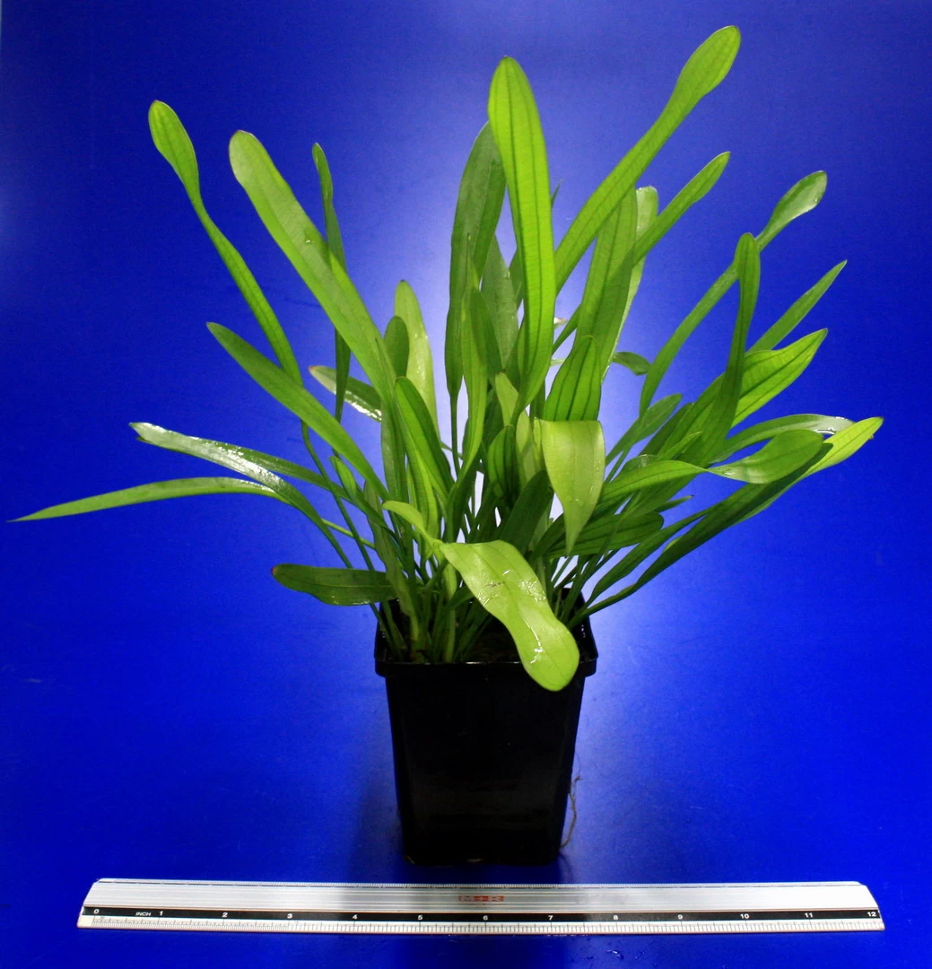 MUTTERPFLANZE Horemanis Schwertpflanze Grün / Echinodorus Horemanii Grün 2 MUTTERPFLANZE Horemanis Schwertpflanze Grün / Echinodorus Horemanii Grün – Bild 2