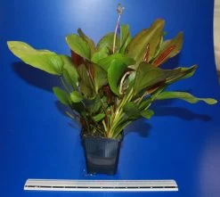 MUTTERPFLANZE Kleine Rote Schwertpflanze / Echinodorus Reni -Qualitätsgeschäft Für Garten Und Outdoor 10018BL 1 4