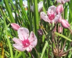 Schwanenblume - Blumenbinse / Butomus Umballatus Im 9x9 Cm Topf