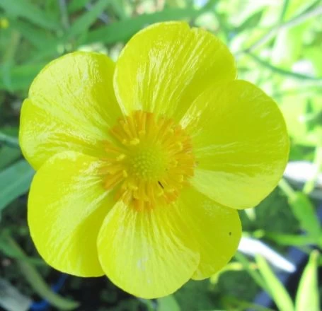 Sumpfhahnenfuß - Zungenhahnenfuß, Gelb / Ranunculus Lingua Im 9x9 Cm Topf 1 Sumpfhahnenfuß - Zungenhahnenfuß, Gelb / Ranunculus Lingua Im 9x9 Cm Topf