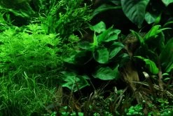 Wurzel+Saugnapf Mit Zwergspeerblatt / Anubias Nana Auf Wurzel+Sauger