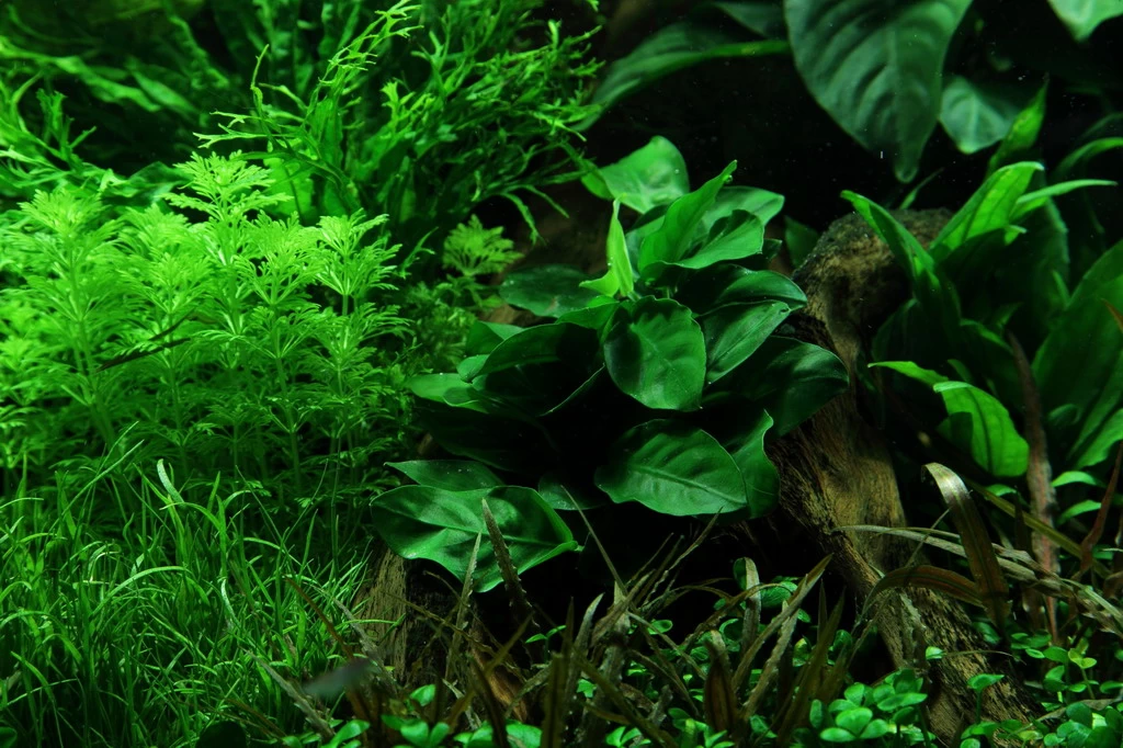 Wurzel+Saugnapf Mit Zwergspeerblatt / Anubias Nana Auf Wurzel+Sauger 1 Wurzel+Saugnapf Mit Zwergspeerblatt / Anubias Nana Auf Wurzel+Sauger