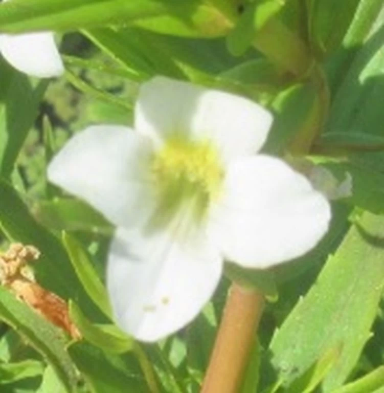 Gottesgnadenkraut / Gratiola Officinalis Im 9x9 Cm Topf 1 Gottesgnadenkraut / Gratiola Officinalis Im 9x9 Cm Topf