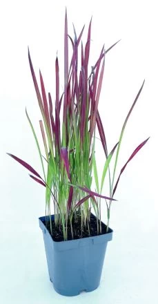 Japanisches Blutgras "Red Baron" / Imperata Cylindrica "Red Baron" Im 9 Cm Topf