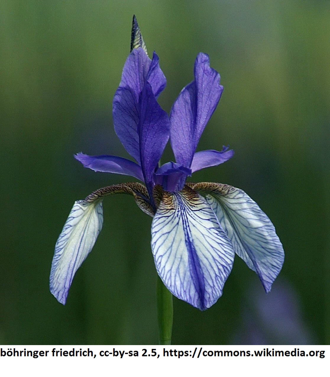 Sibirische Blaue Sumpfschwertlilie / Iris Sibirica 'Blau' Im 9x9 Cm Topf 1 Sibirische Blaue Sumpfschwertlilie / Iris Sibirica 'Blau' Im 9x9 Cm Topf