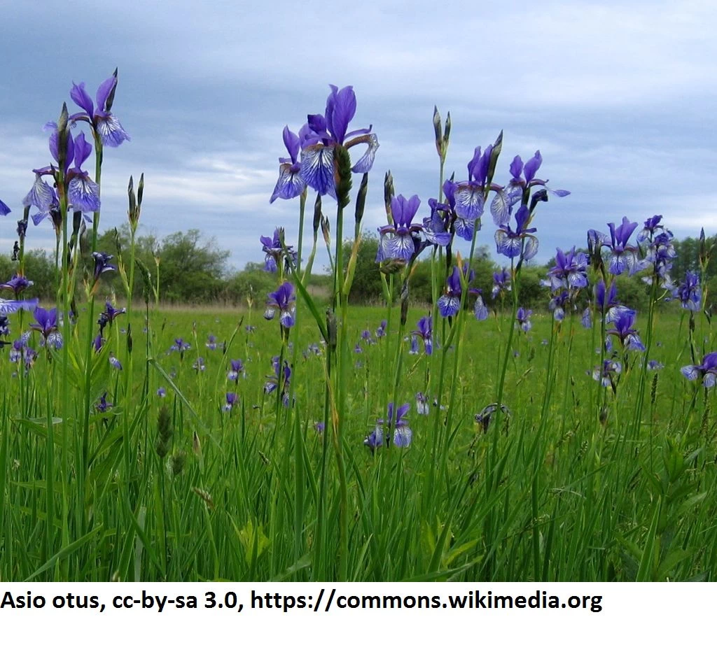 Sibirische Blaue Sumpfschwertlilie / Iris Sibirica 'Blau' Im 9x9 Cm Topf 2 Sibirische Blaue Sumpfschwertlilie / Iris Sibirica 'Blau' Im 9x9 Cm Topf – Bild 2