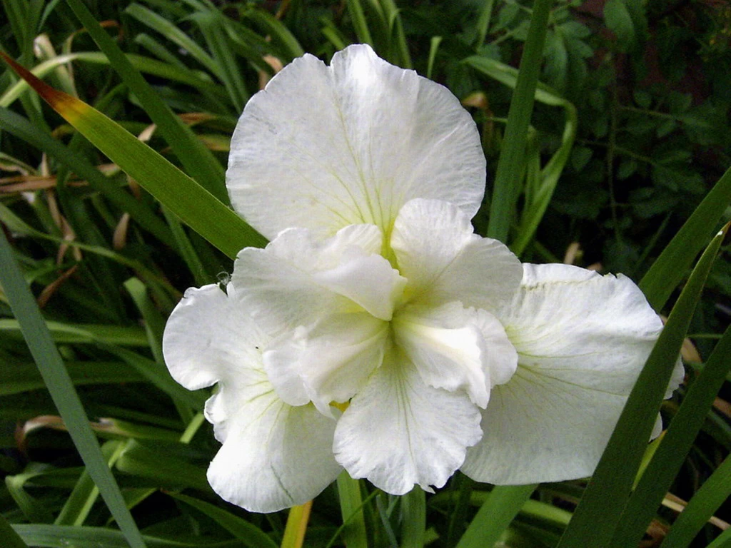 Schneekönigin Sumpfschwertlilie / Iris Sibirica Snowqueen Im 9x9 Cm Topf 1 Schneekönigin Sumpfschwertlilie / Iris Sibirica Snowqueen Im 9x9 Cm Topf