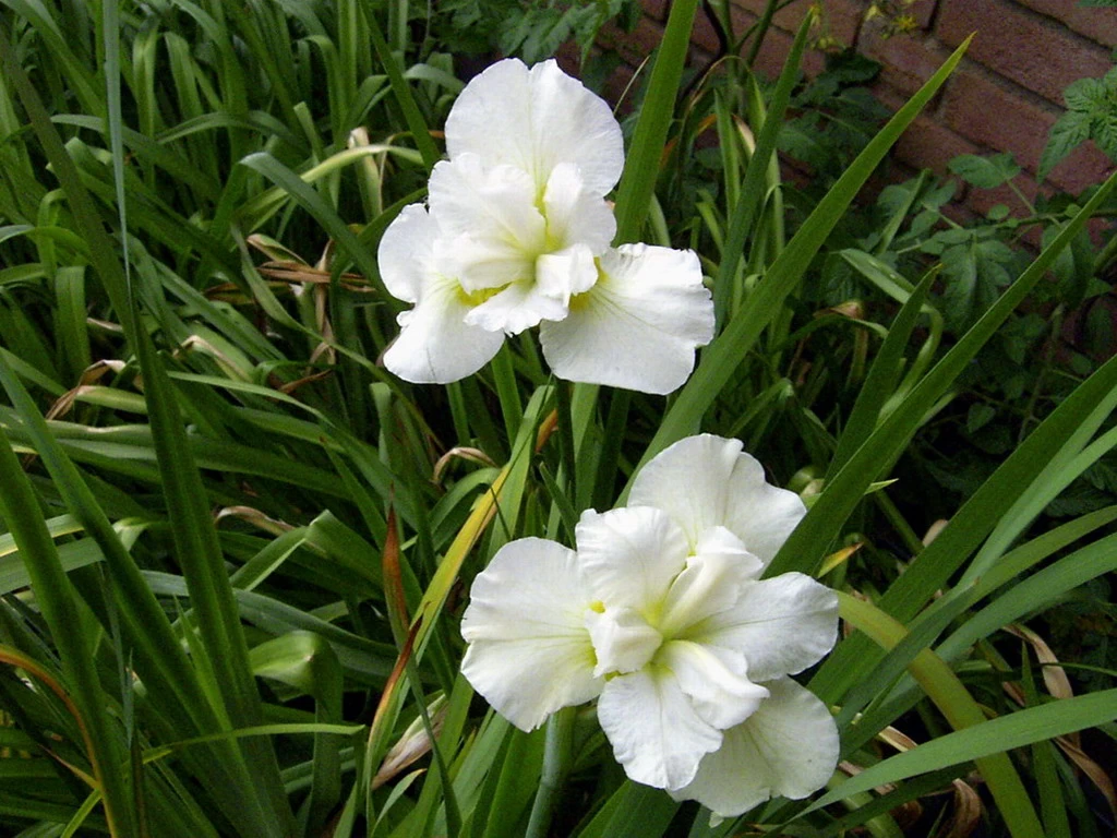 Schneekönigin Sumpfschwertlilie / Iris Sibirica Snowqueen Im 9x9 Cm Topf 2 Schneekönigin Sumpfschwertlilie / Iris Sibirica Snowqueen Im 9x9 Cm Topf – Bild 2