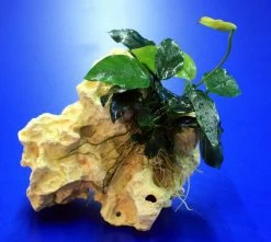 Lochstein Gr. S Mit Speerblatt / Anubias Nana Auf Künstlichem Mondstein