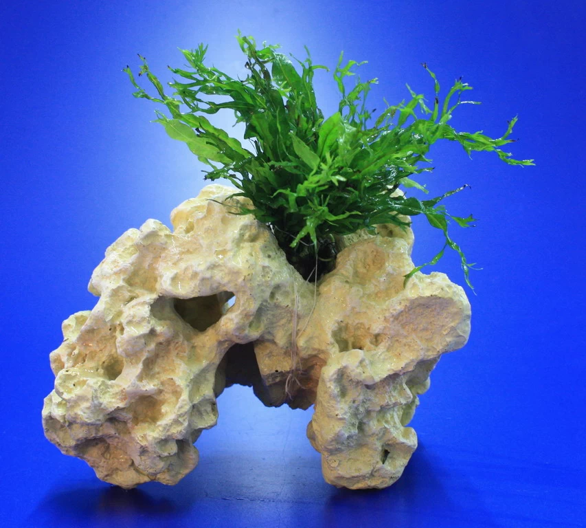 Lochstein Gr. M Mit Windelov Javafarn / Microsorum Windelov Auf Künstlichem Mondstein 1 Lochstein Gr. M Mit Windelov Javafarn / Microsorum Windelov Auf Künstlichem Mondstein