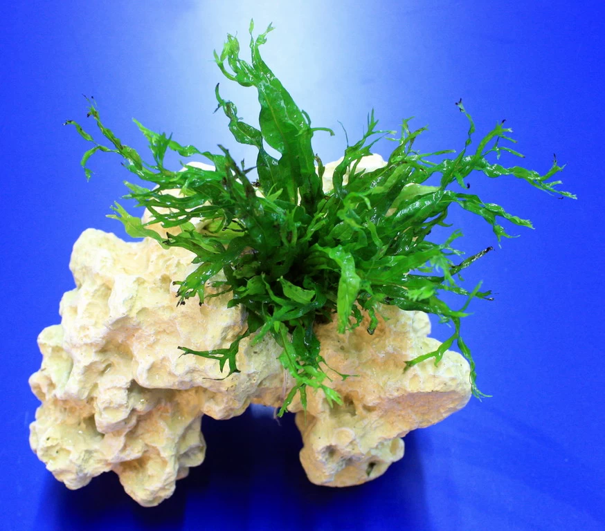 Lochstein Gr. M Mit Windelov Javafarn / Microsorum Windelov Auf Künstlichem Mondstein 2 Lochstein Gr. M Mit Windelov Javafarn / Microsorum Windelov Auf Künstlichem Mondstein – Bild 2