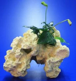 Lochstein Gr. M Mit Speerblatt / Anubias Nana Auf Künstlichem Mondstein