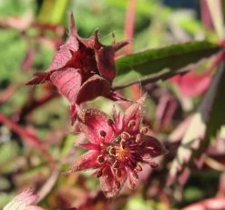 Sumpf-Blutauge, Fingerkraut / Potentilla Palustris Im 9x9 Cm Topf
