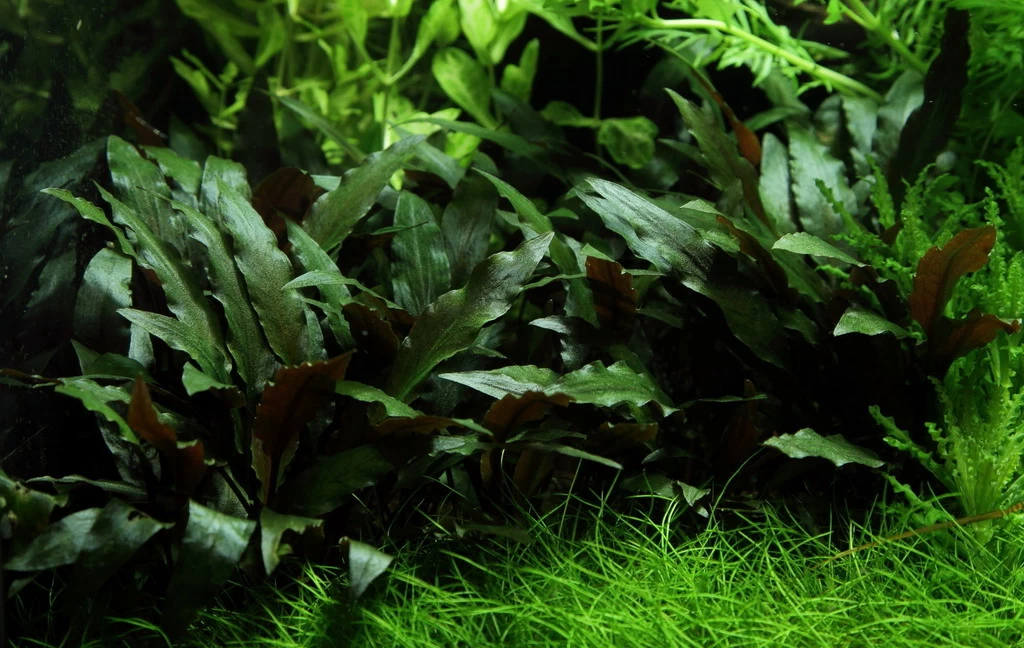 Lavastein Mit Petchs Wasserkelch / Cryptocoryne ''petchii'' Auf Lavastein 2 Lavastein Mit Petchs Wasserkelch / Cryptocoryne ''petchii'' Auf Lavastein – Bild 2