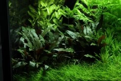 Lavastein Mit Petchs Wasserkelch / Cryptocoryne ''petchii'' Auf Lavastein 5 Lavastein Mit Petchs Wasserkelch / Cryptocoryne ''petchii'' Auf Lavastein -Qualitätsgeschäft Für Garten Und Outdoor 108aYLS T 1 6