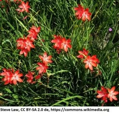 Rote Sumpfgladiole / Schizostyles Coccinea 'Major' Im 9x9 Cm Topf