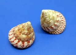 Rote Kreiselschnecke - Schneckenhaus - Ca. 6-8 Cm - Unikat