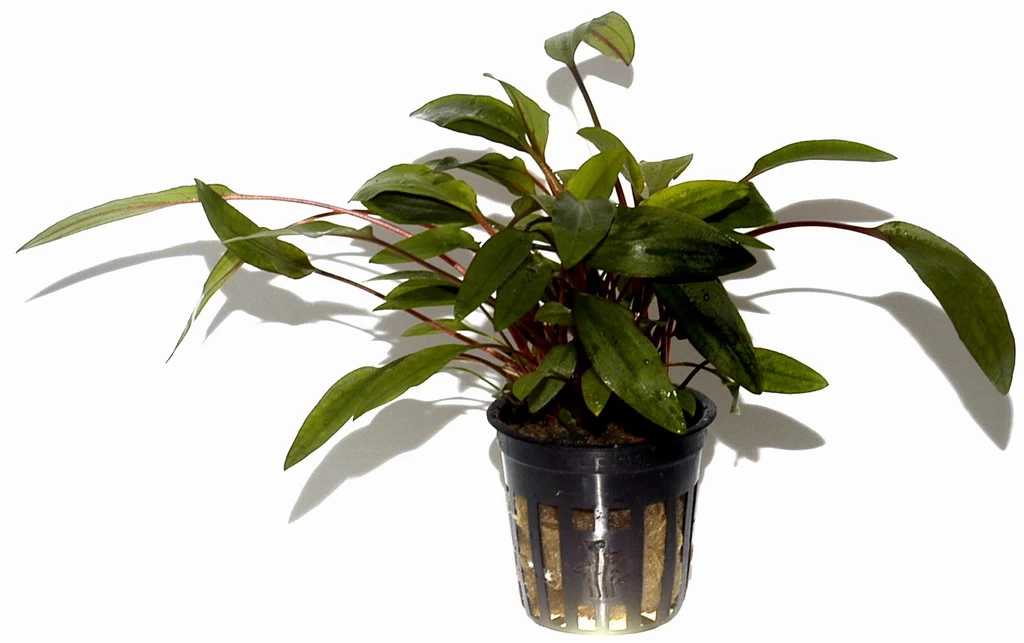 Breitblättriger Wasserkelch / Cryptocoryne Undulata 'Broad Leaves' 1 Breitblättriger Wasserkelch / Cryptocoryne Undulata 'Broad Leaves'