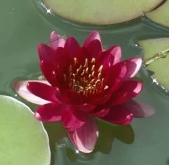 Kirschrote Zwergseerose / Nymphaea "Perry's Baby Red" *Rarität*