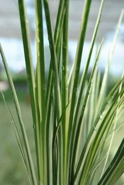 Kleiner Gelbgestreifter Kalmus / Acorus Gramineus Im 9x9 Cm Topf